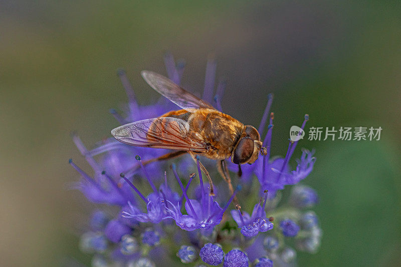 粘纹蛾(e)，顽强纹蛾(Eristalis tenax)，普通无人机蝇。